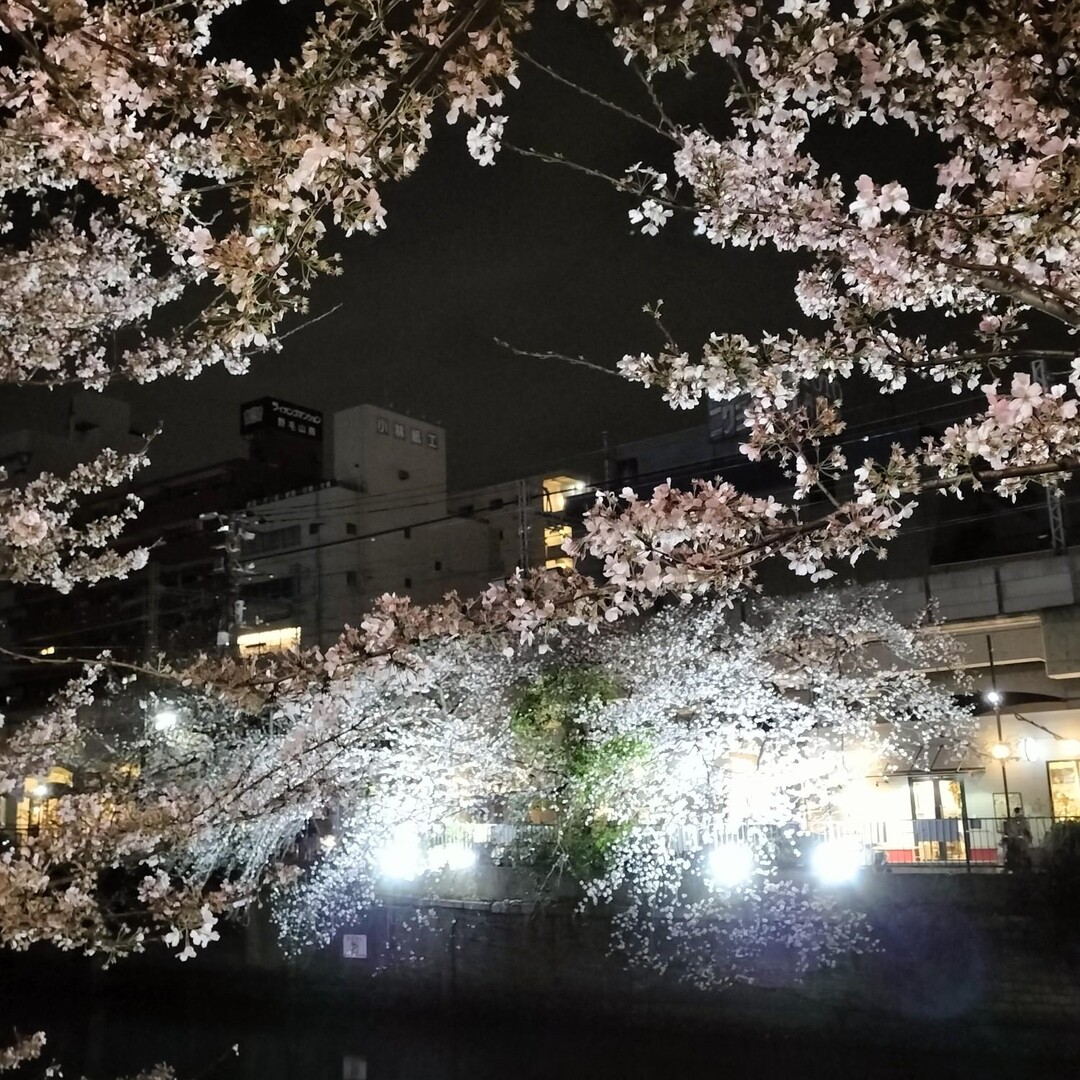 春疾風（大岡川・夜桜＆さようなら川村屋） / 横浜市 中央エリアの写真22枚目 YAMAP / ヤマップ