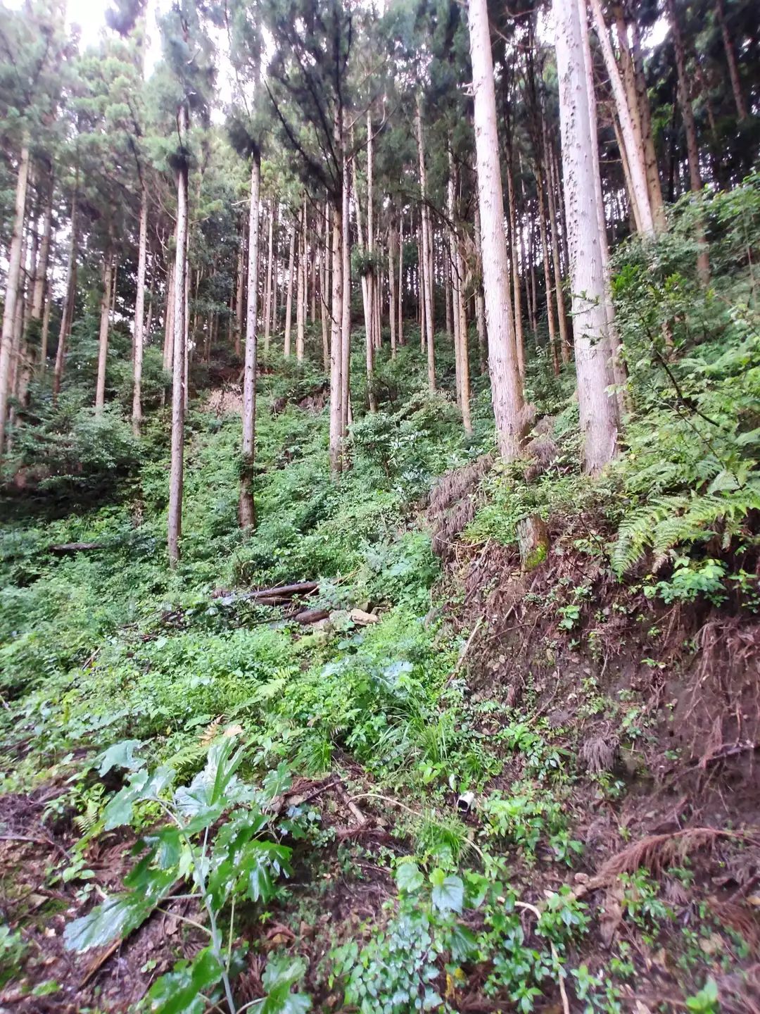 散々だった城山-2022-08-21 / たけちよさんの古賀志山・赤岩山 散々だった城山-2022-08-21 / たけちよさんの古賀志山・赤岩山