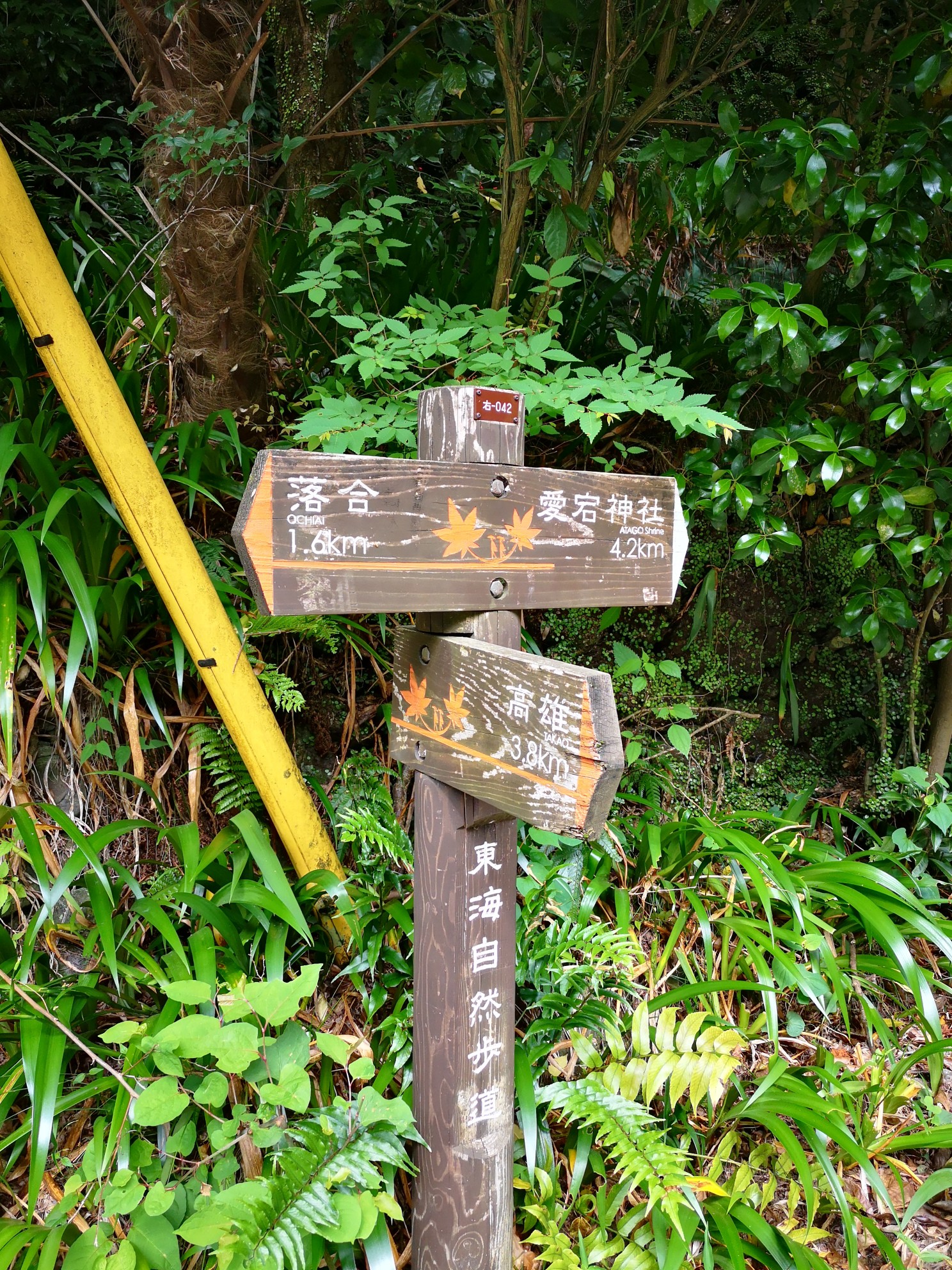 電車バスで愛宕山 清滝から Kojiさんの愛宕山 三頭山 朝日峯の活動データ Yamap ヤマップ