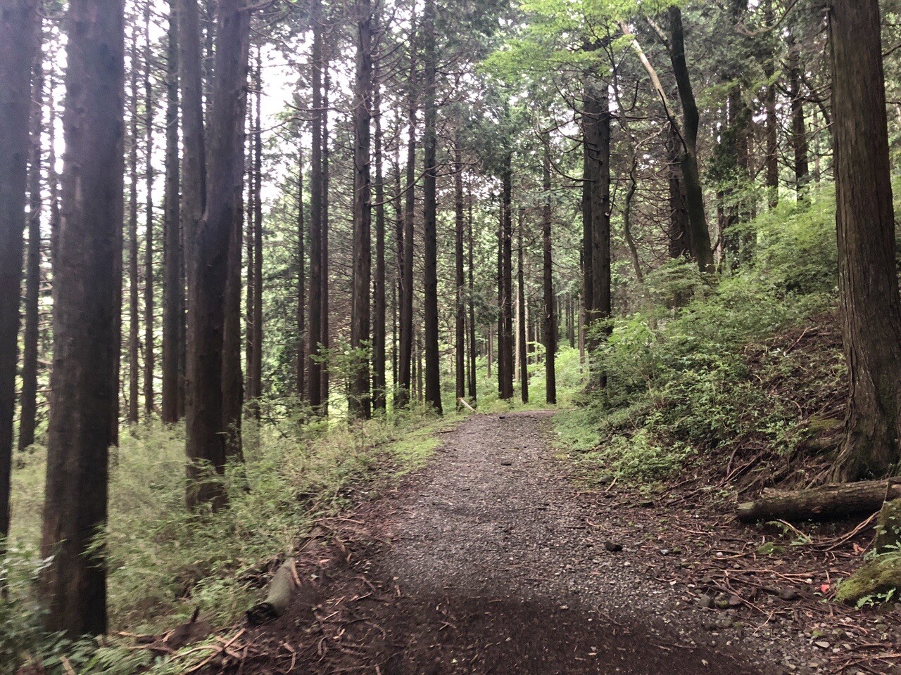 箱根湯本 湯坂路 お玉ヶ池で迷う 芦之湯温泉 きのくにや旅館 ゆぶねさんの箱根山 神山の活動日記 Yamap ヤマップ