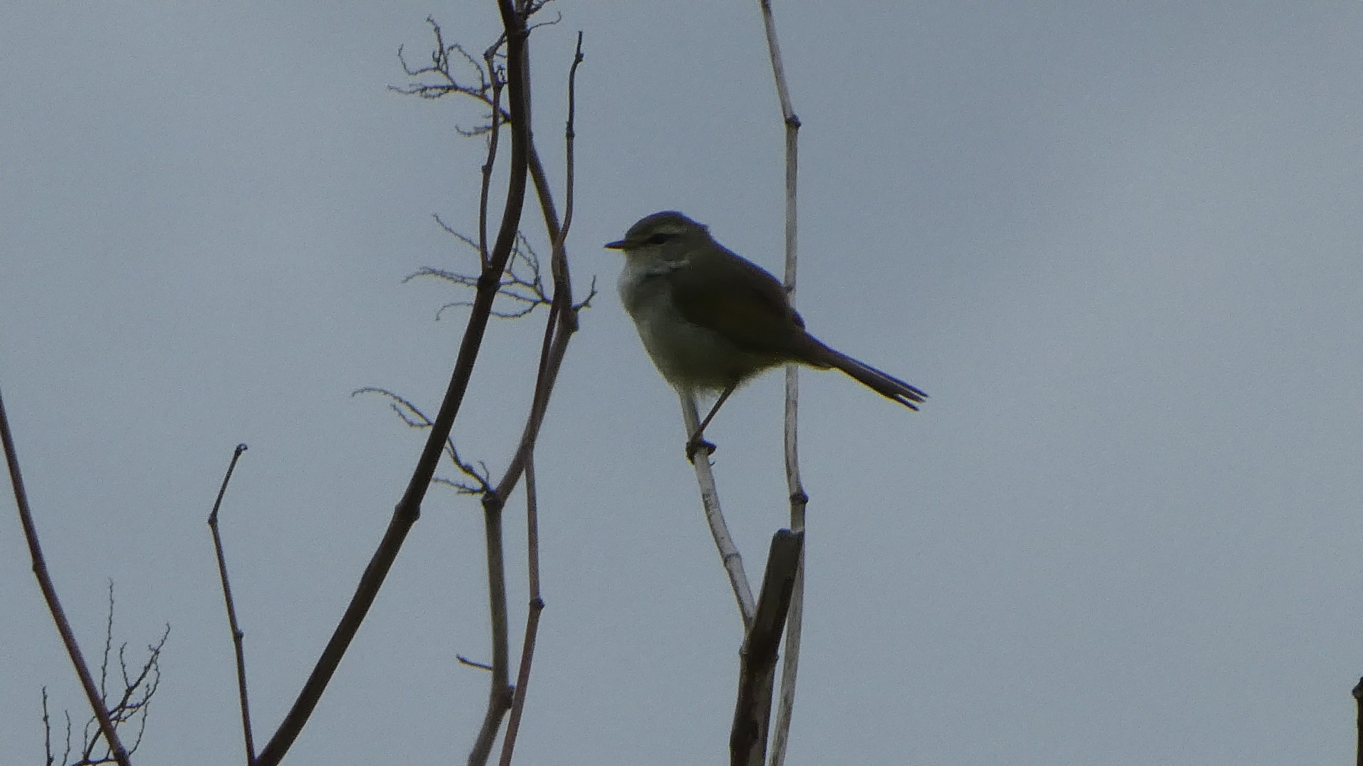 鳴くよウグイス オタナイ発祥の地 Chibitaさんの札幌市の活動データ Yamap ヤマップ