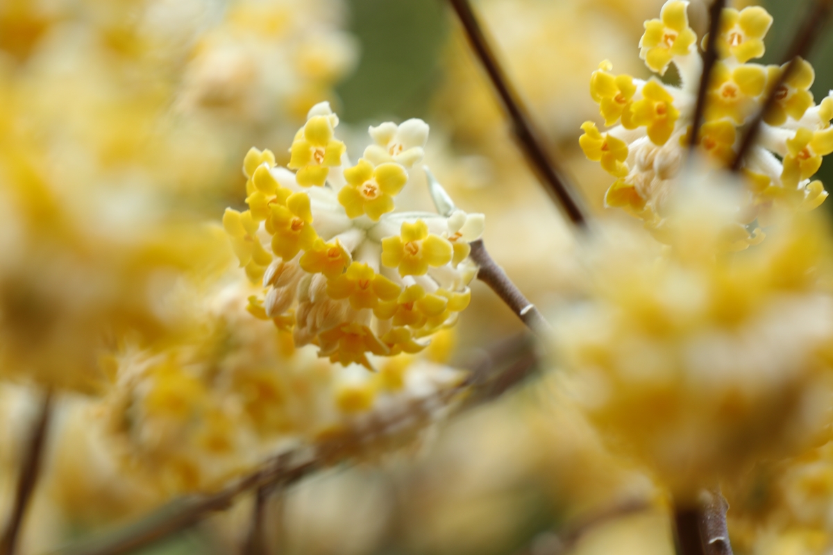 天王山でミツマタの花が見られるって そしてポンポン山へ ぬまけんさんのポンポン山 釈迦岳 小塩山 若山の活動データ Yamap ヤマップ