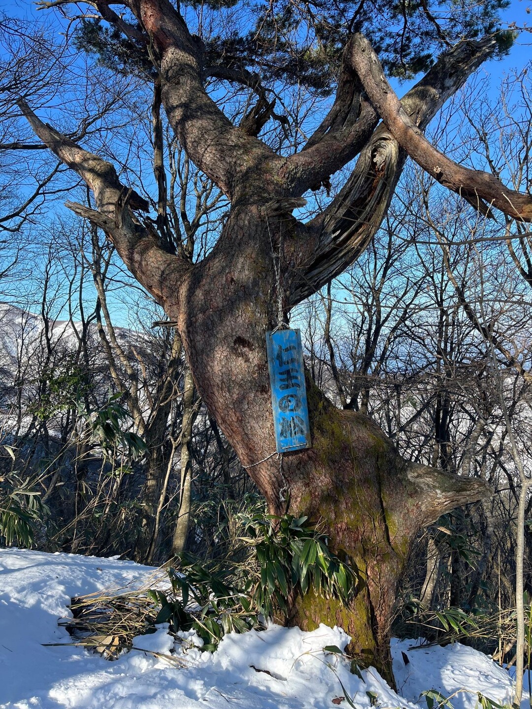 前山・銀杏峯 / タケsan.さんの銀杏峰・部子山の活動データ YAMAP / ヤマップ