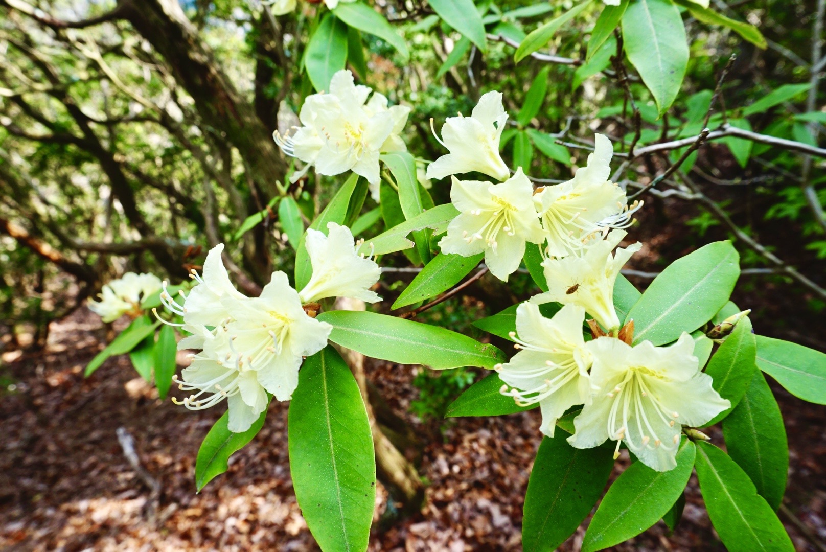 ヒカゲツツジを観てきたっ ころ助さんの堀坂山 観音岳 桝形山 白米城 の活動データ Yamap ヤマップ