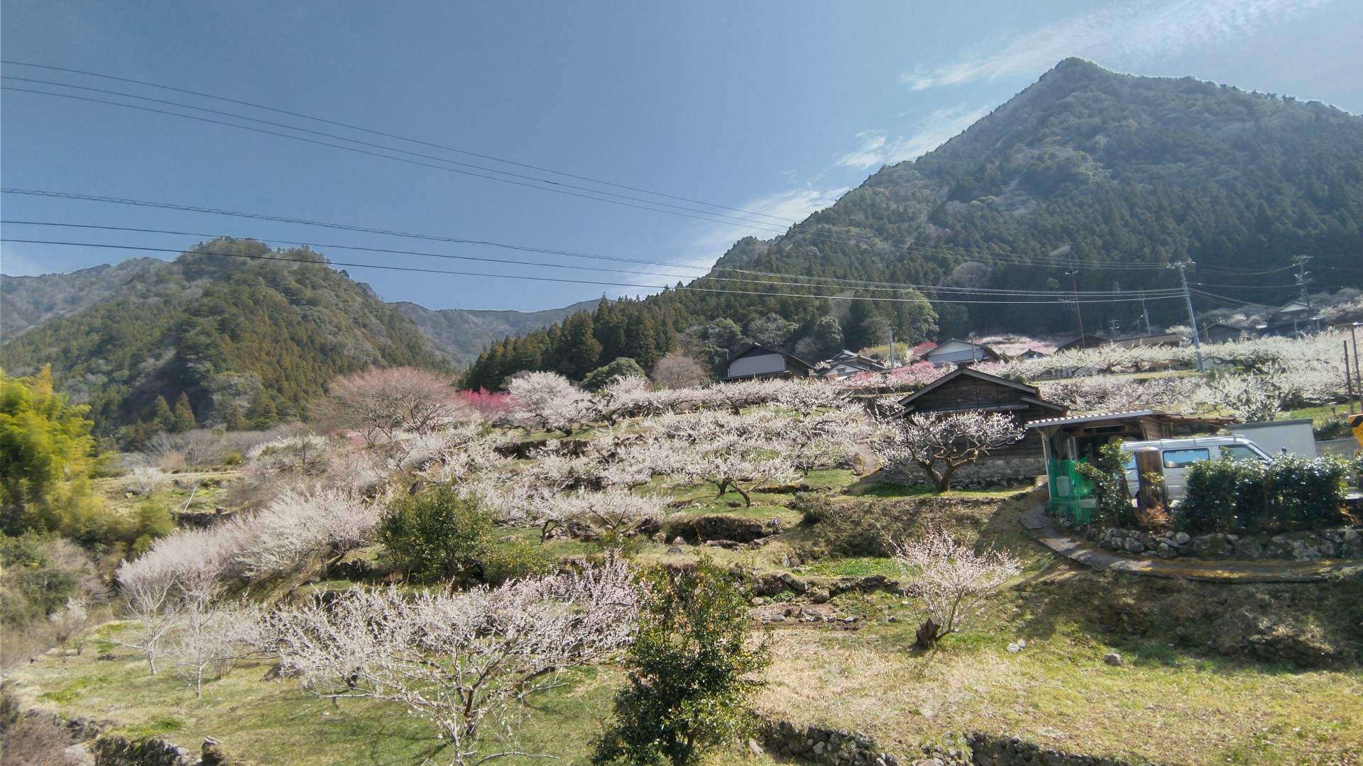 川売の梅花まつり たつにーさんのウォーキングの活動データ Yamap ヤマップ