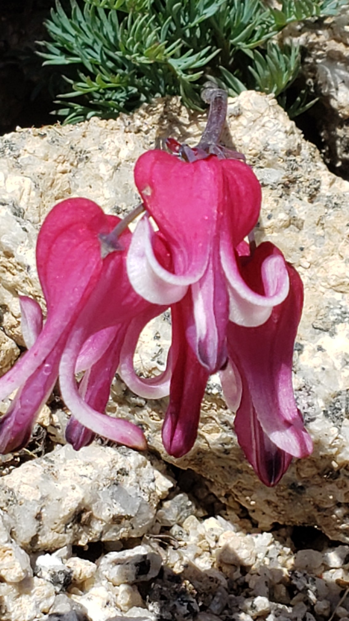 中岳 木曽駒ヶ岳 宝剣岳で雷鳥 ホシガラス イワヒバリ メボソムシクイにめっちゃ遭遇 ビビさんの木曽駒ヶ岳 空木岳 越百山の活動日記 Yamap ヤマップ