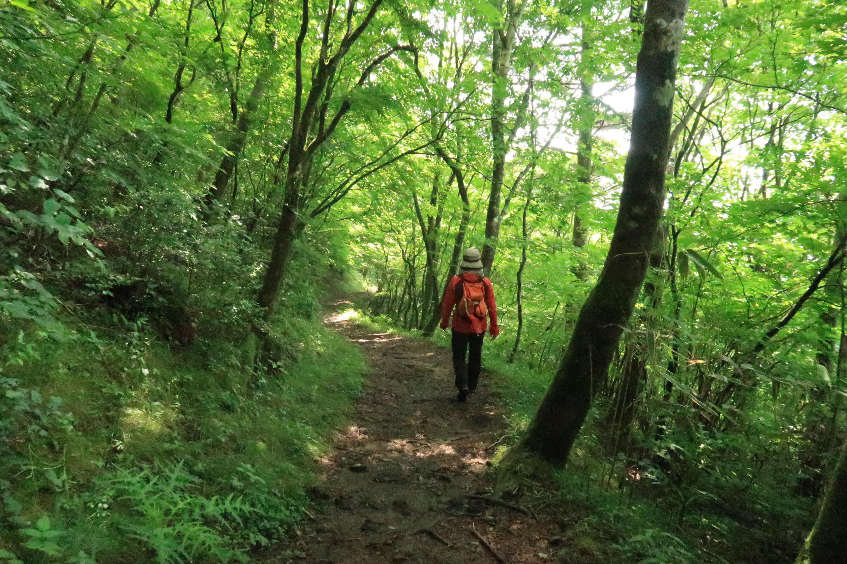 天狗高原セラピーロード散策 21 06 25 ハナドンさんの天狗ノ森 天狗高原 黒滝山の活動データ Yamap ヤマップ