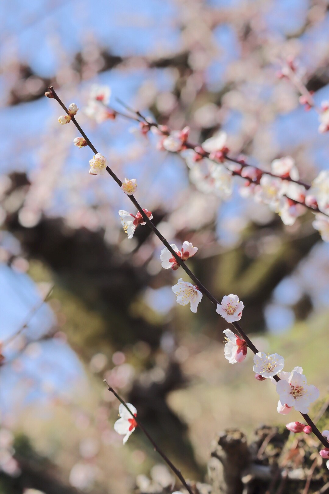 野花梅渓めぐり としさんの三徳山 投入堂の活動日記 Yamap ヤマップ
