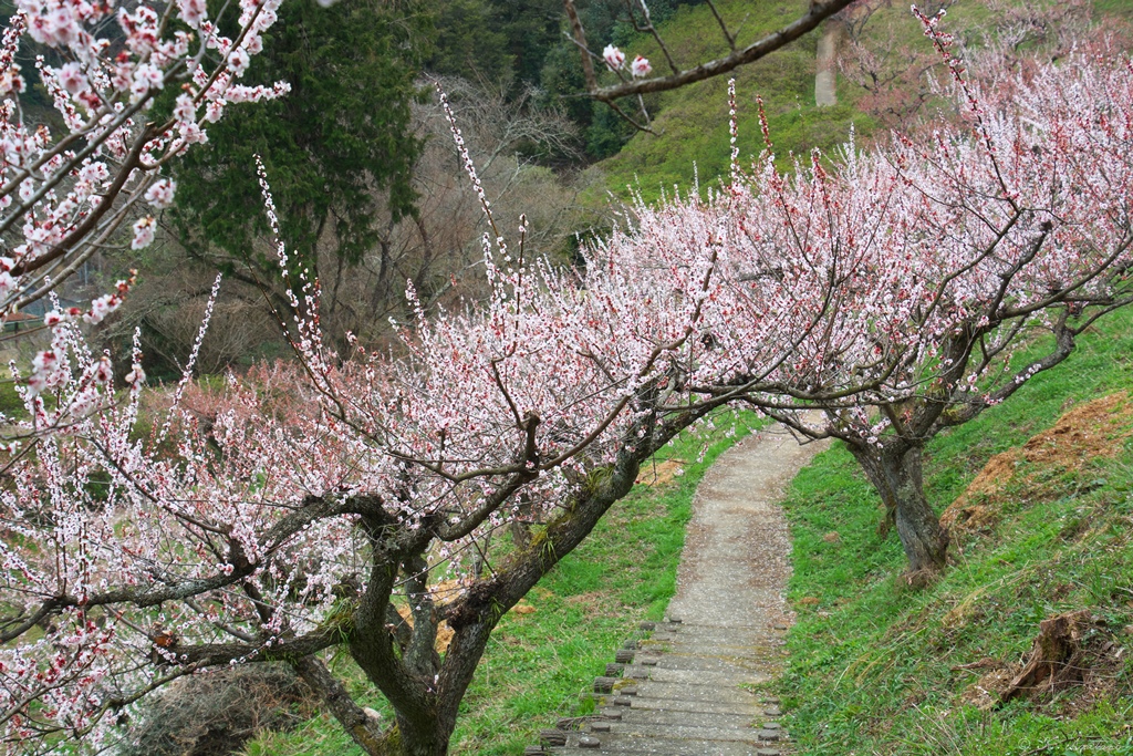 三隅公園 記念梅林 Kanameさんの浜田市の活動データ Yamap ヤマップ
