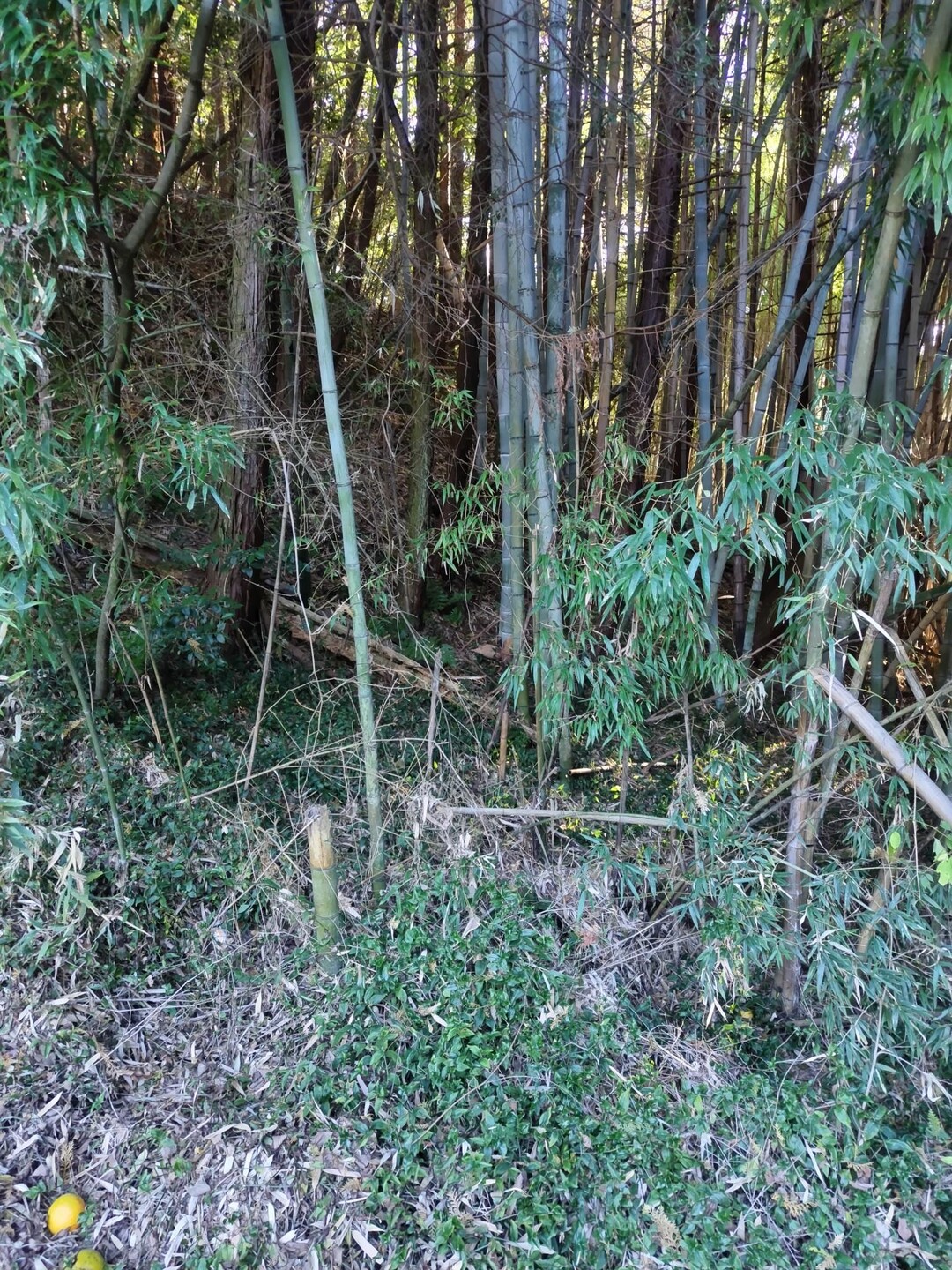 八里ヶ峠 / 波多利郎さんの経ヶ森の活動データ YAMAP / ヤマップ