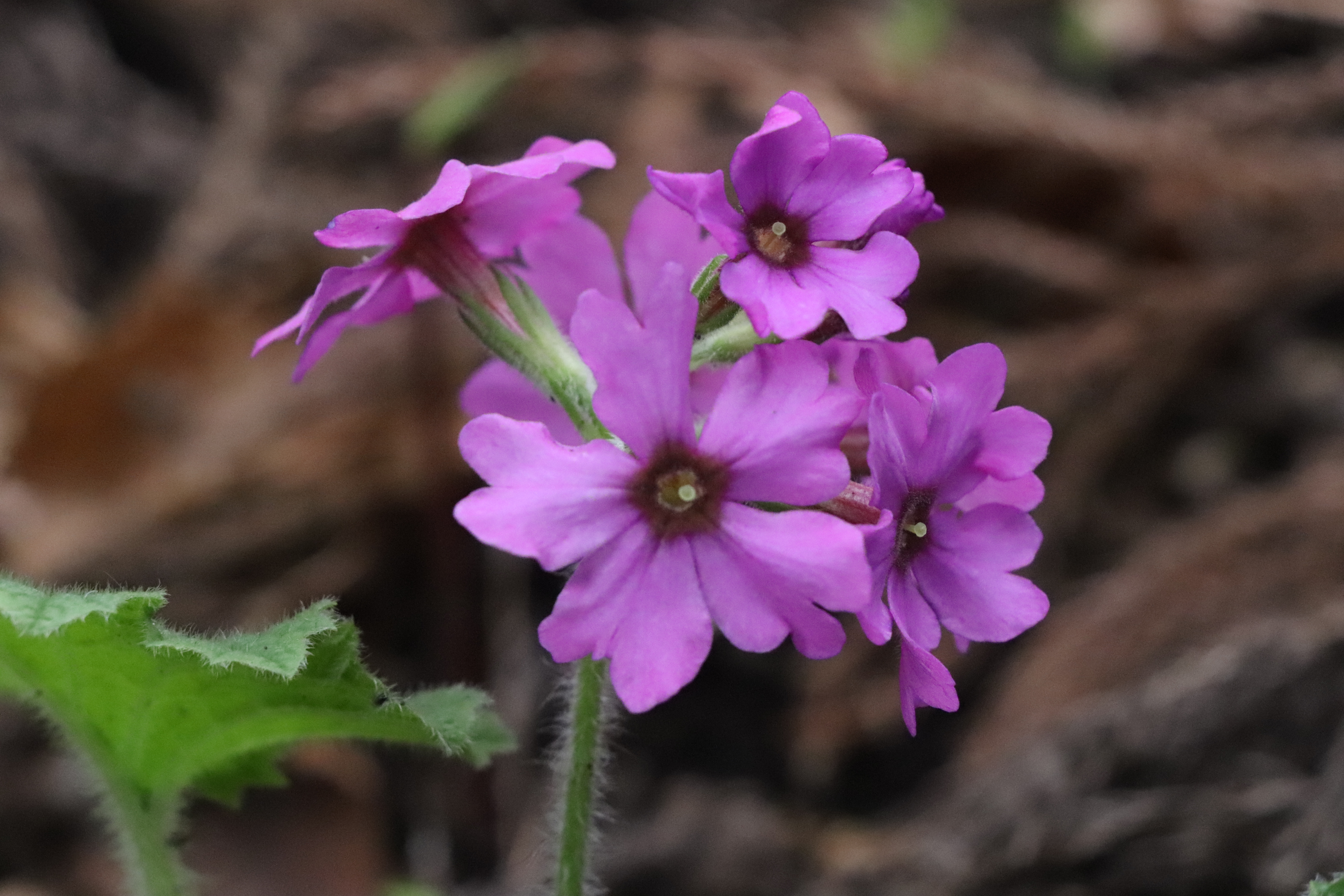 日本でここにしか咲かない花 鳴神山のカッコソウ ハドさんの鳴神山 吾妻山の活動データ Yamap ヤマップ