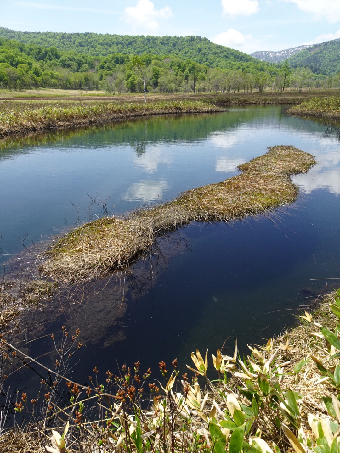 遥かな尾瀬で ミズバショウ 見て来ました みさのらさんの尾瀬 燧ヶ岳の活動日記 Yamap ヤマップ