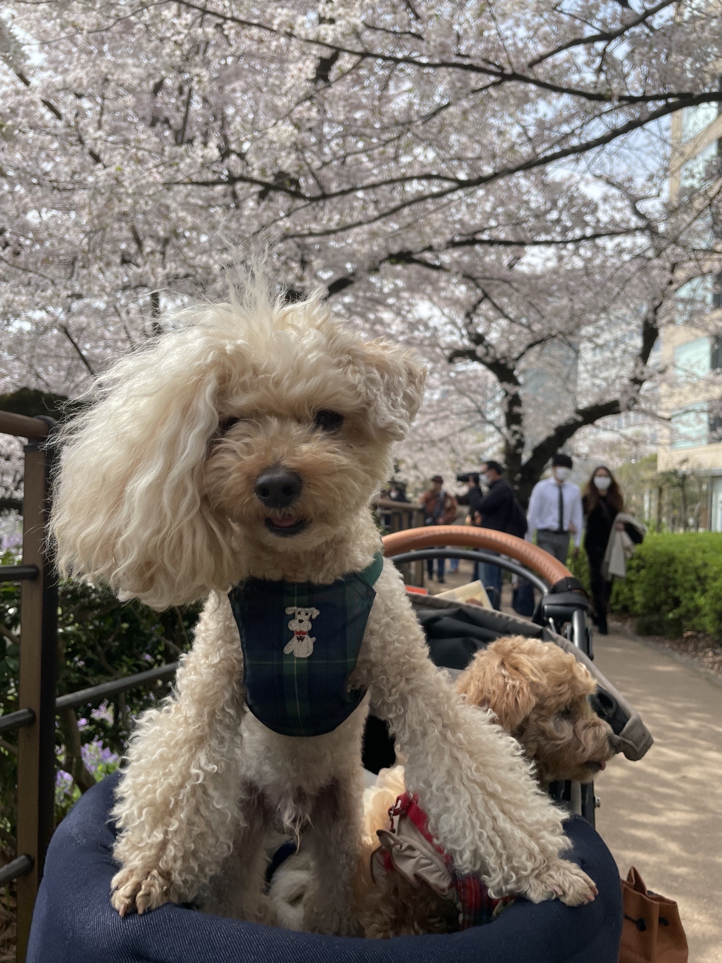 北の丸公園と靖国神社にお花見 のんのんさんの東京都23区 中央エリアの活動データ Yamap ヤマップ