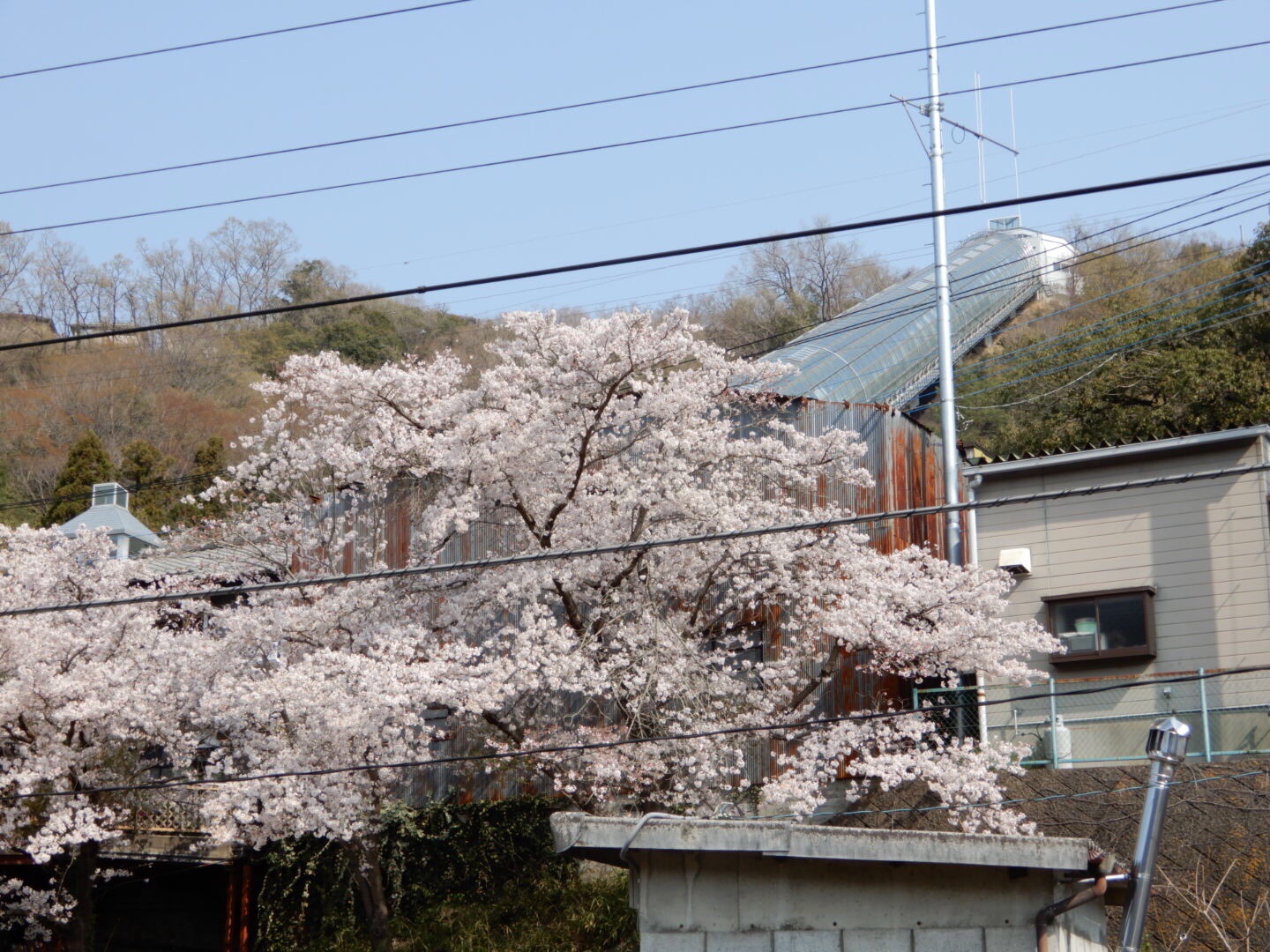 四方津駅から高柄山を経て上野原駅まで 登山者の少ない静かな山旅でした クメさんの倉岳山 高畑山 九鬼山の活動日記 Yamap ヤマップ