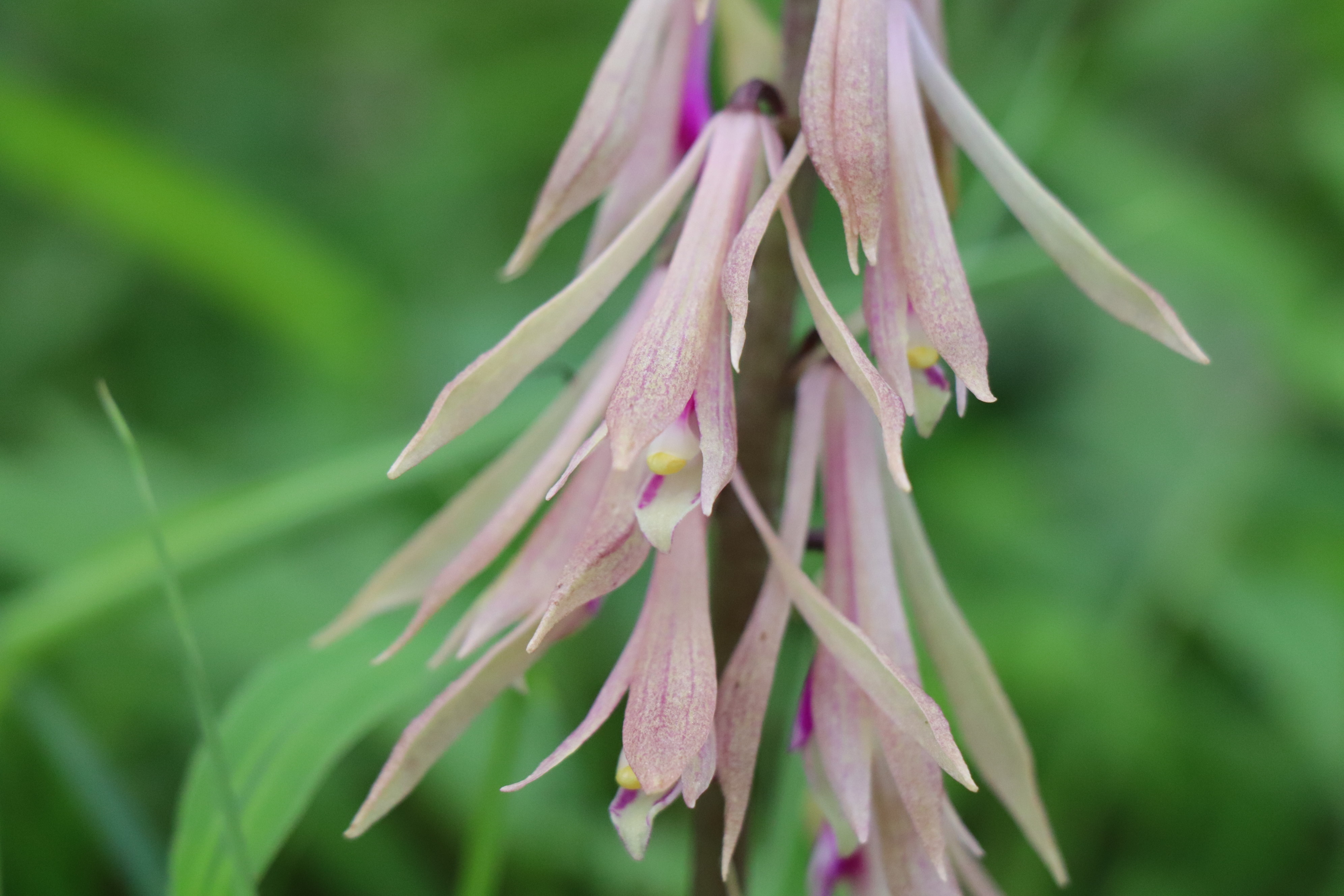 晩春のランを見に行く 笹エビネと采配ラン の巻 ネコポンタさんの唐津市 唐津エリア の活動日記 Yamap ヤマップ