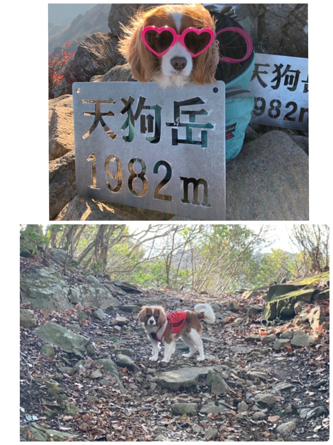 諭鶴羽山 淡路島 01 01 淡路島の写真7枚目 なんでやねん 頑張ってるわ 石鎚 Yamap ヤマップ