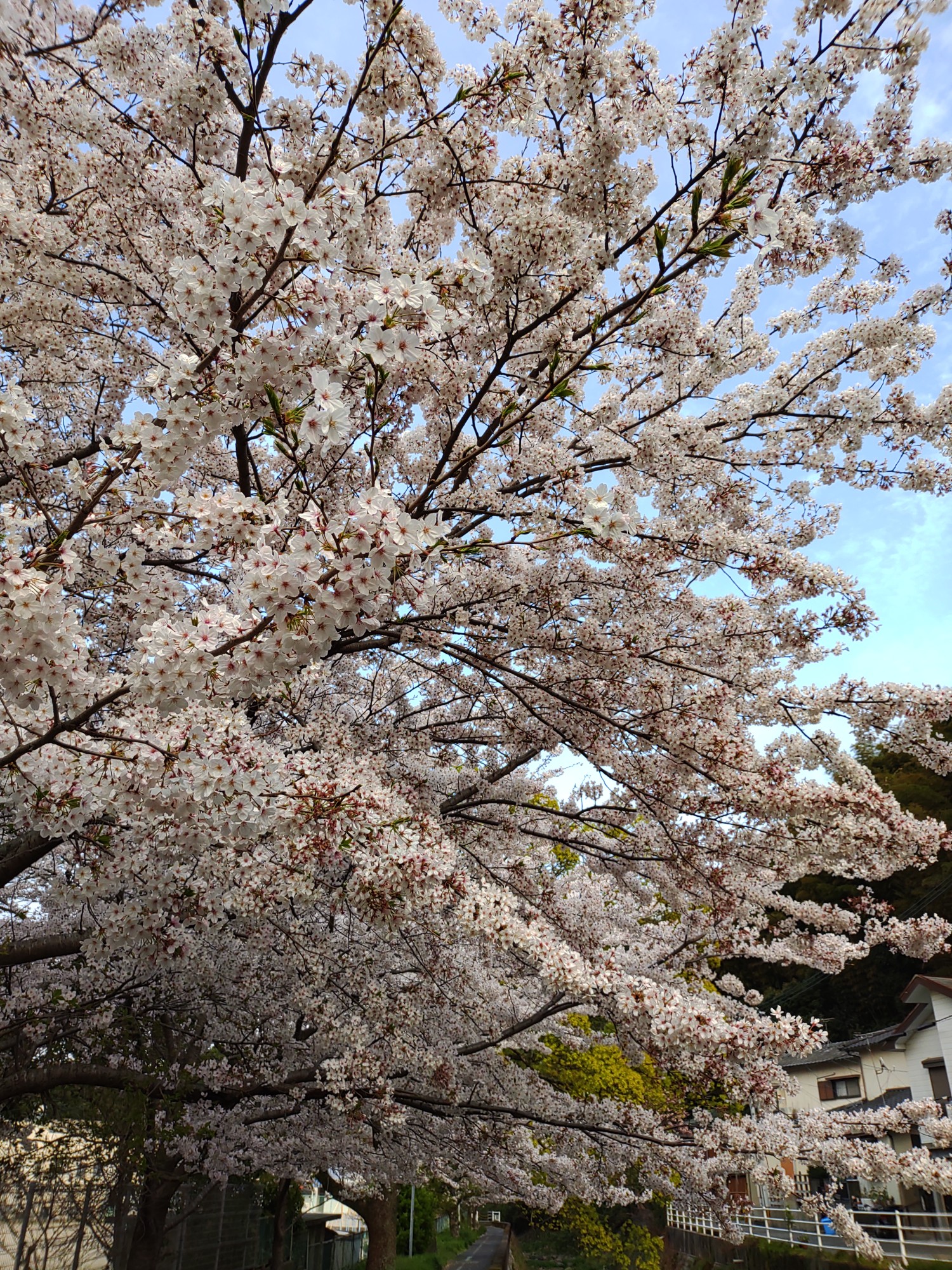 河内猪倉探検隊 そこに道はあるんか 南猪倉岳登ってみた ミラーq Q と呼んでね さんの北九州市 小倉北区 戸畑区 八幡東区 の活動データ Yamap ヤマップ