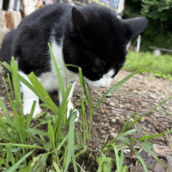 草をハムハムしてる梵ちゃん。草がちぎれてるのはこの辺一帯、全部食べたのね🤣