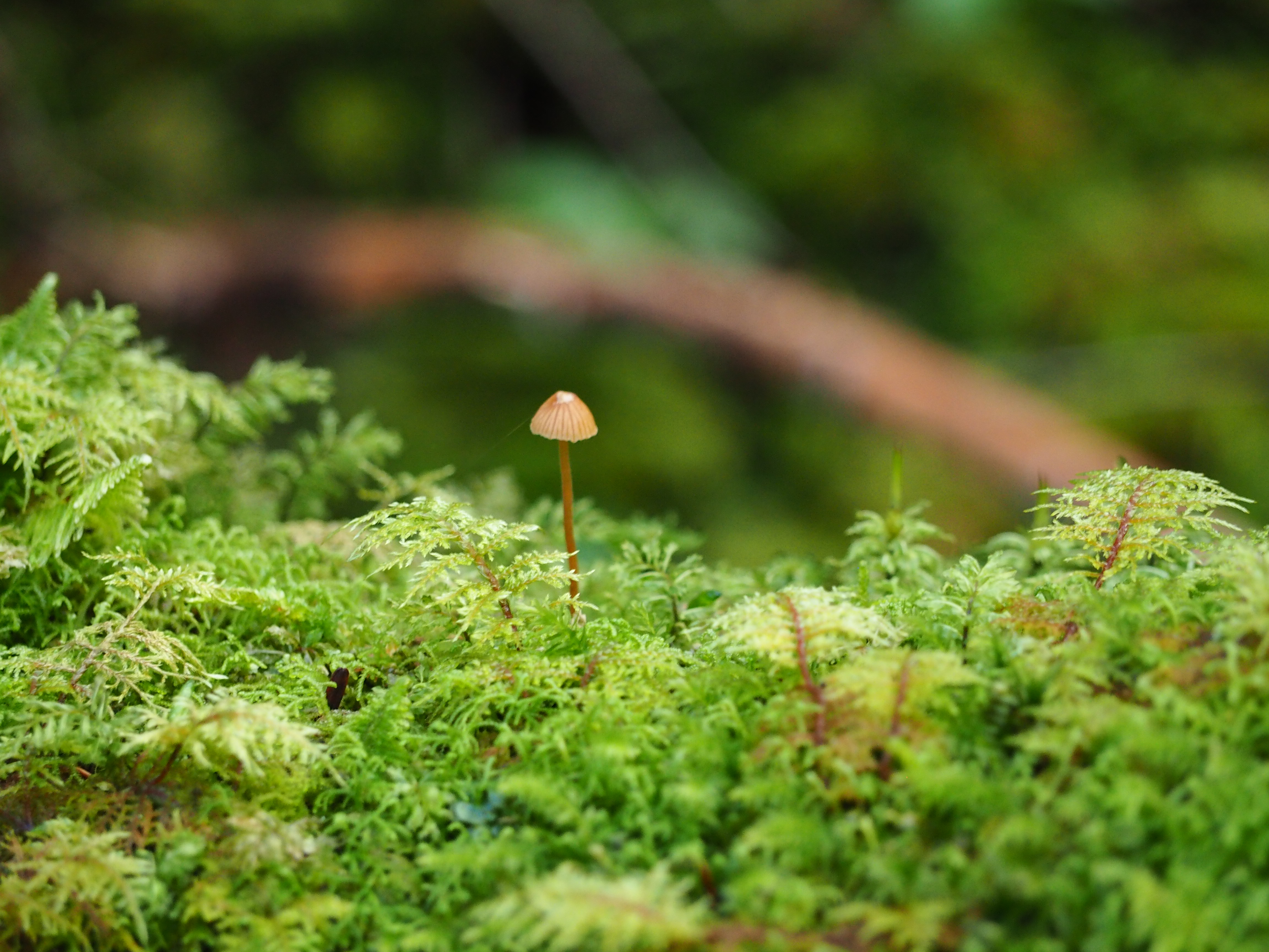 苔とキノコの森 にう ポクママさんの八ヶ岳 赤岳 硫黄岳 天狗岳 の活動データ Yamap ヤマップ
