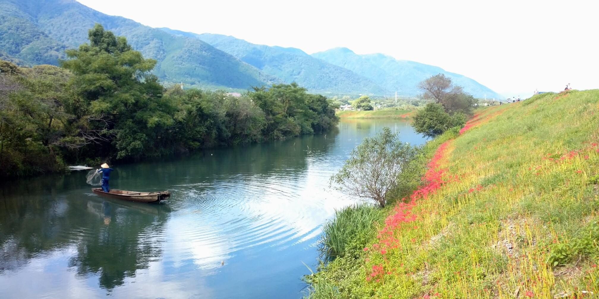 Red spider lilies in bloom along the Tsuya River embankment in Kaizu, Gifu, a peaceful scene for stressed Wisconsin fans