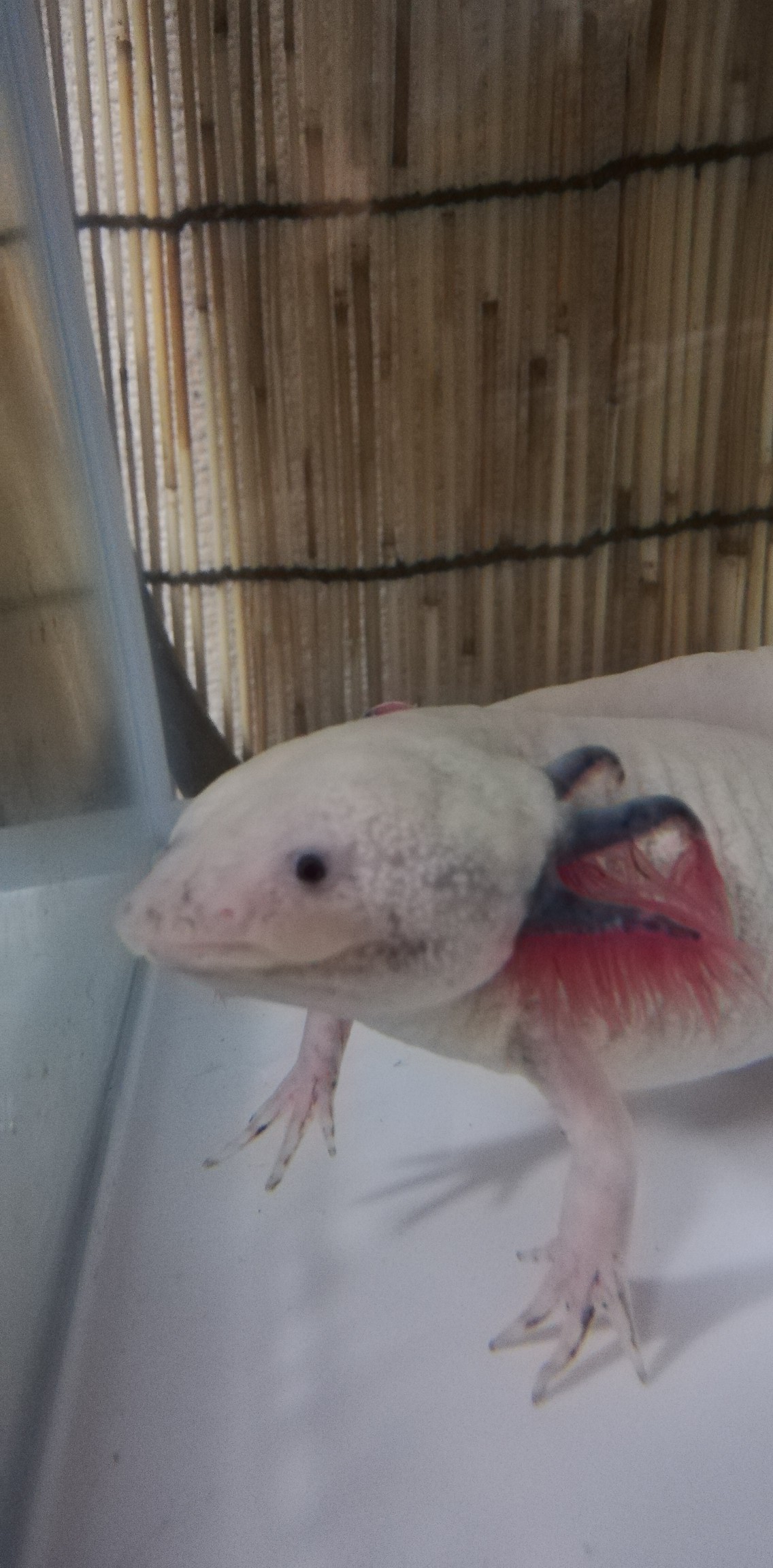 2 28 自宅にて まさやんさんの観光の活動日記 Yamap ヤマップ