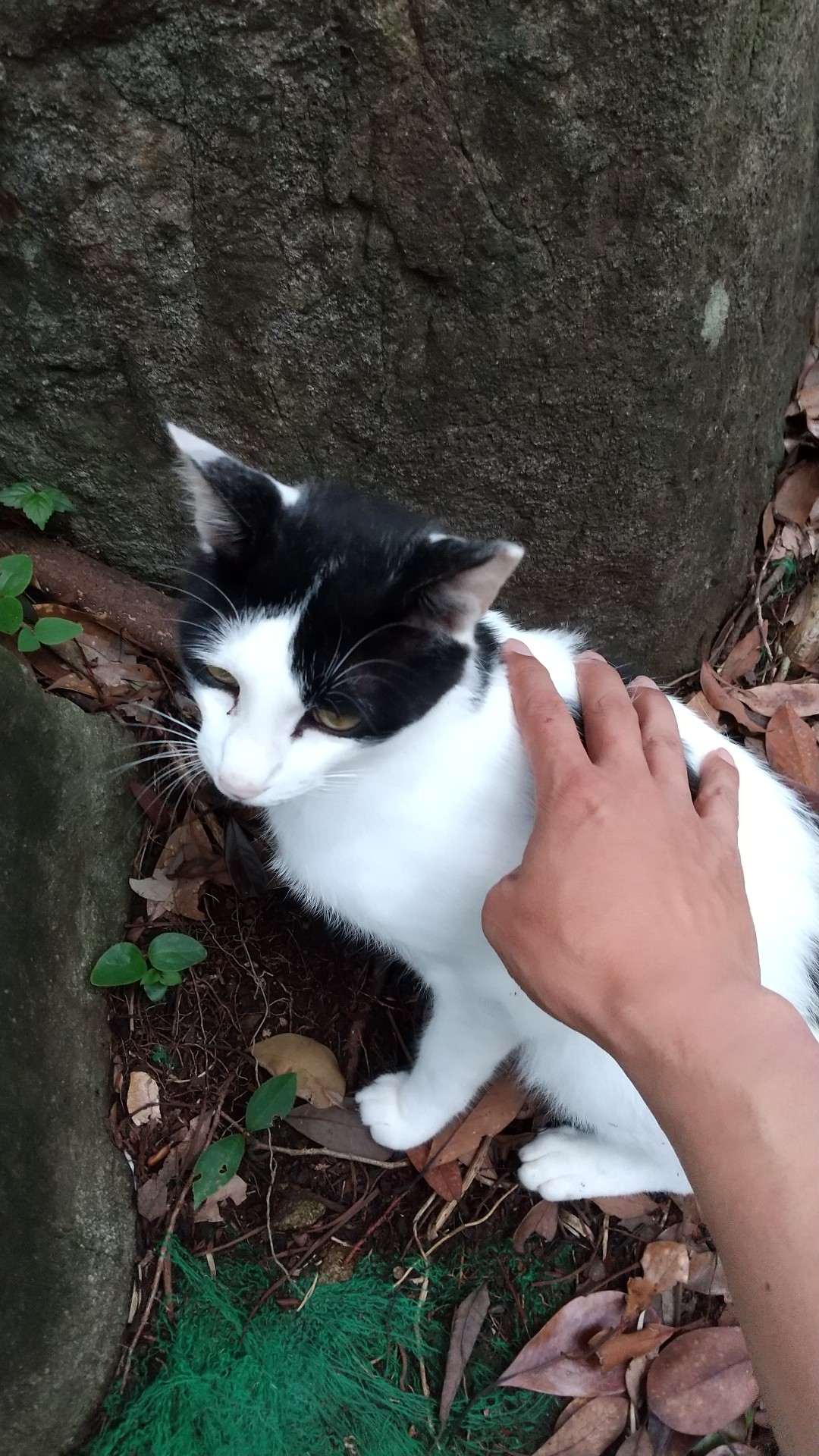 ドライブ けんごさんの米ノ山 日向市 の活動日記 Yamap ヤマップ