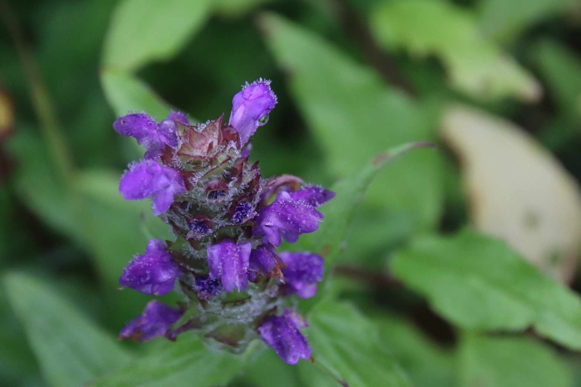 月山 がっさーん 立て ジョー 遊びでねぇんだ 08 13 Goofyさんの月山の活動データ Yamap ヤマップ
