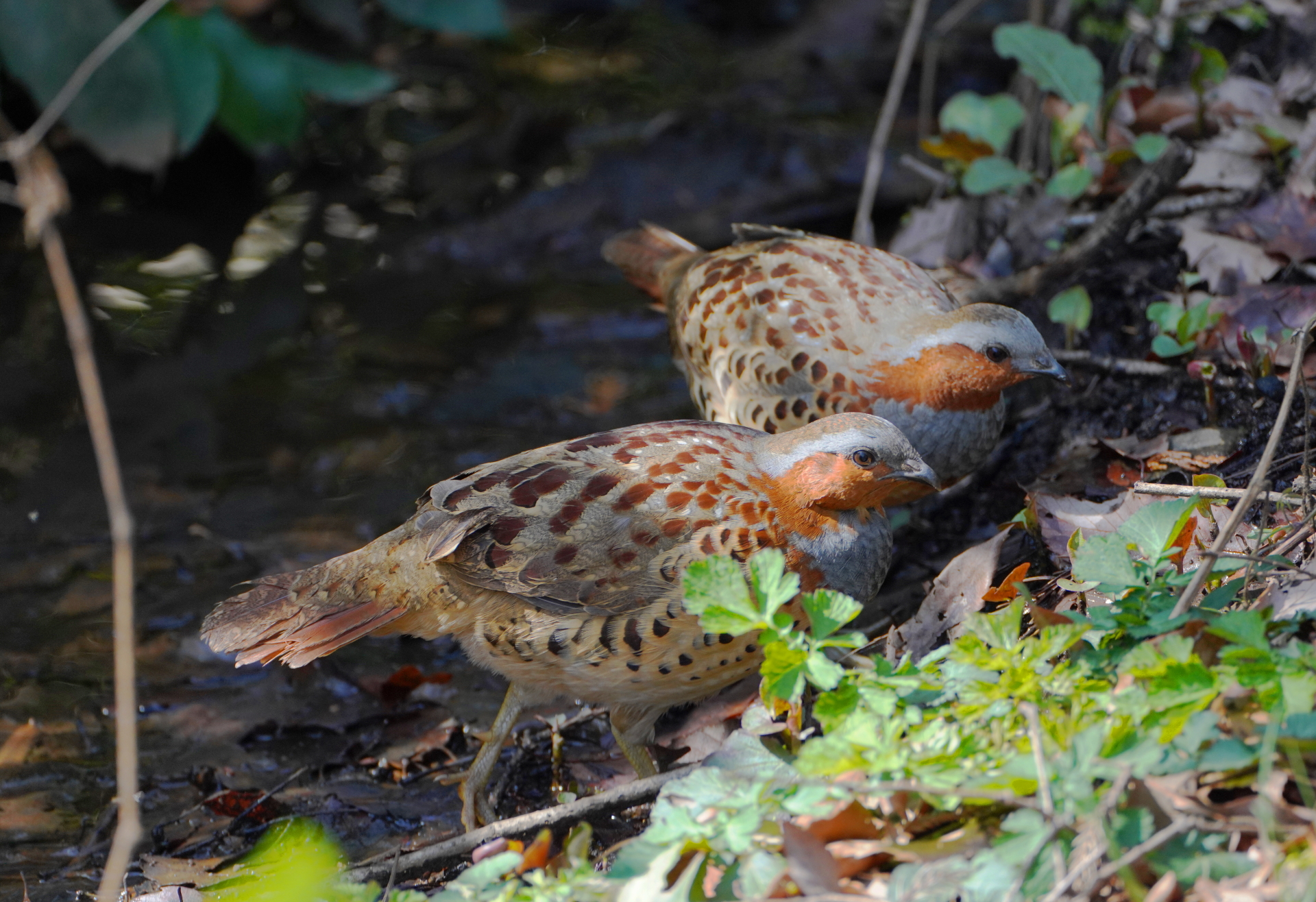 ルリビタキまだいた そして初撮影のコジュケイ２羽 アキチャン1491さんの横浜市 南エリアの活動日記 Yamap ヤマップ