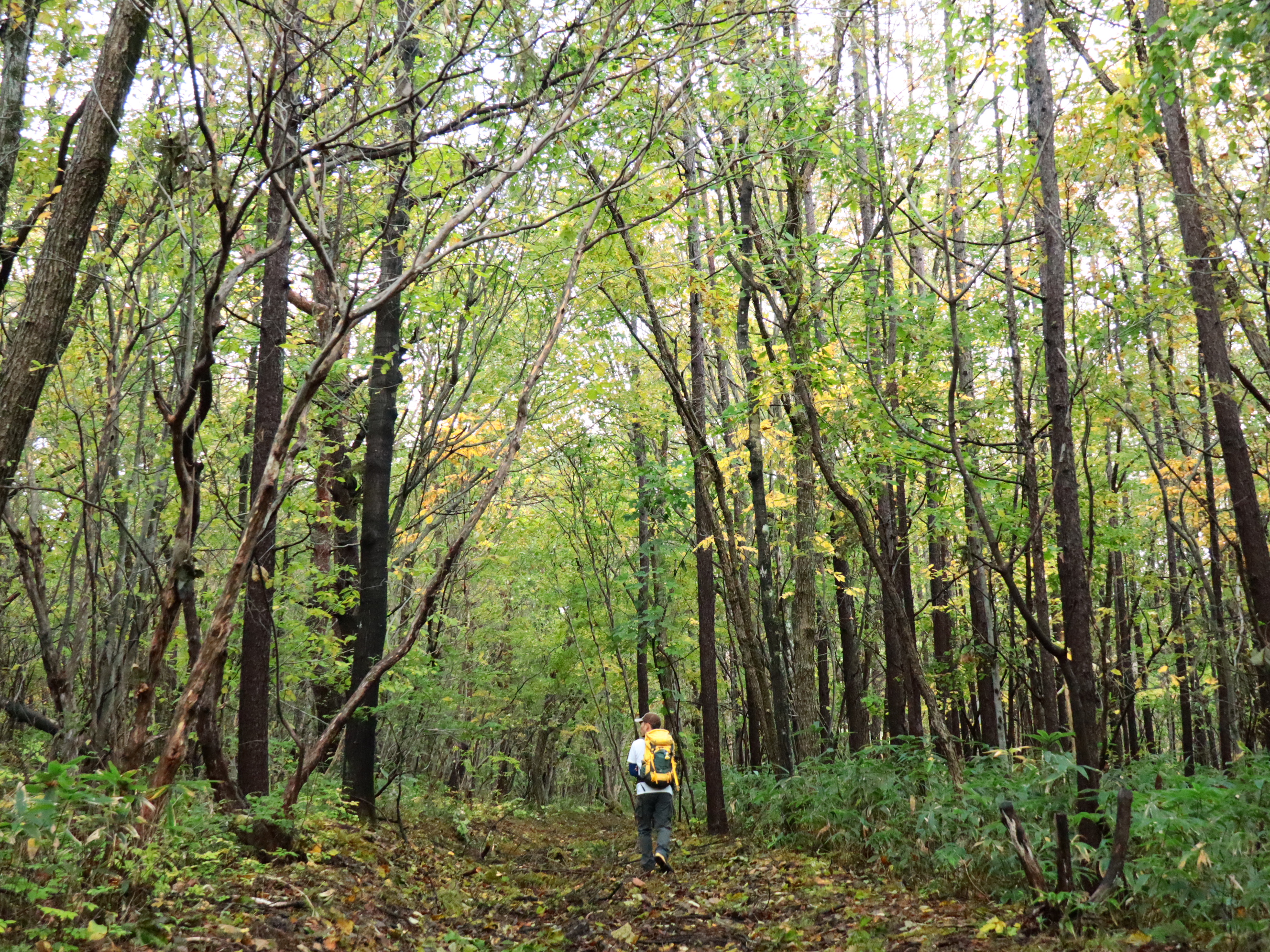 紅葉の芳ヶ平へ湿原散策 ざどじぃさんの草津白根山 湯釜の活動日記 Yamap ヤマップ