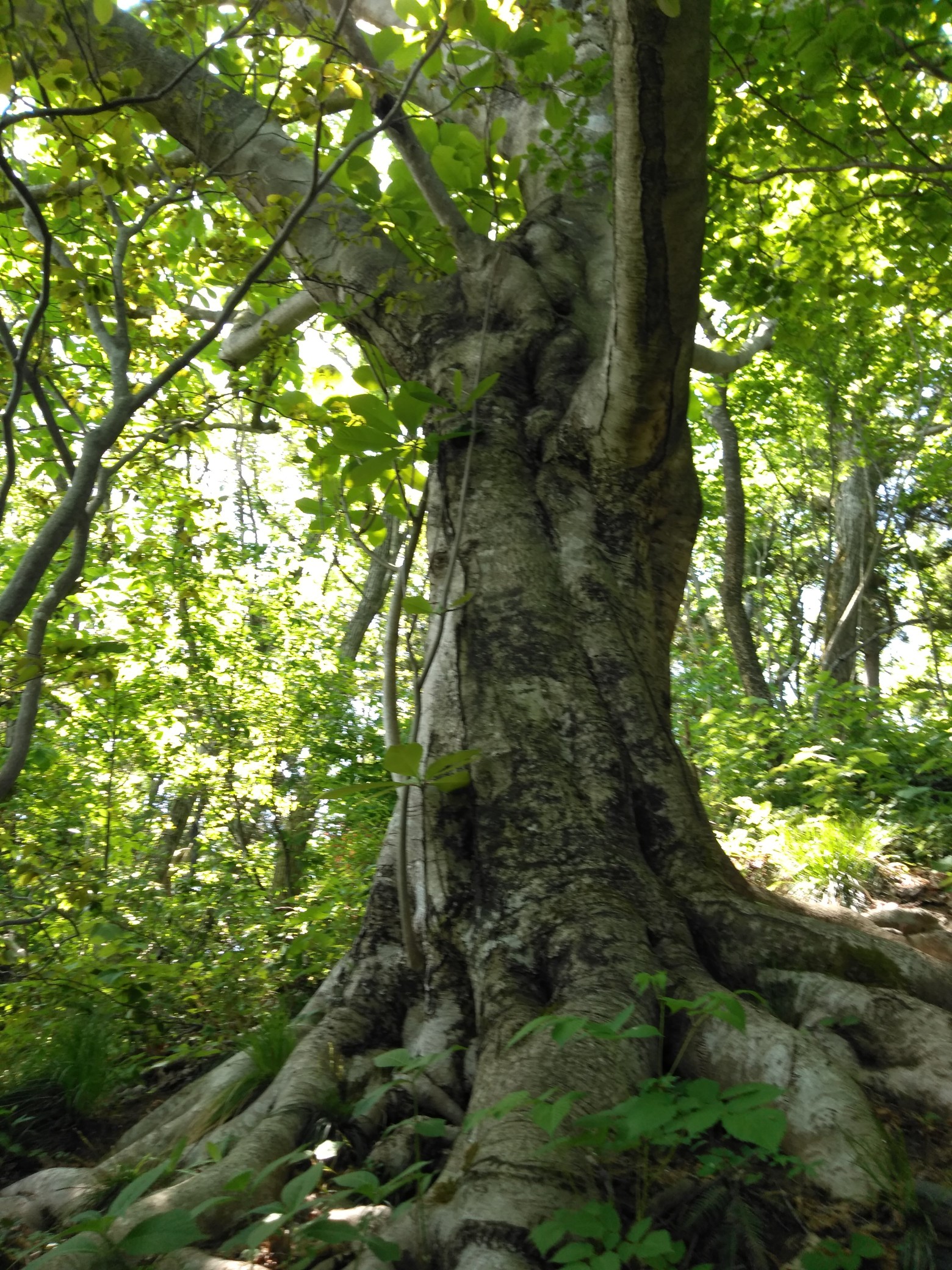 角田山湯の腰コース 稲島コース 仁箇堤 だんご虫さんの角田山の活動日記 Yamap ヤマップ