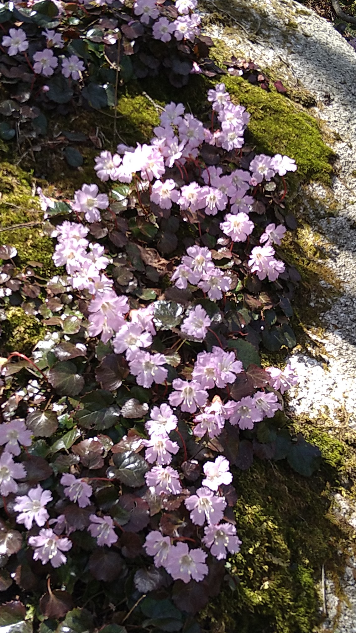 イワウチワのパレード 釈迦ヶ岳 Katakataさんの釈迦ヶ岳の活動日記 Yamap ヤマップ
