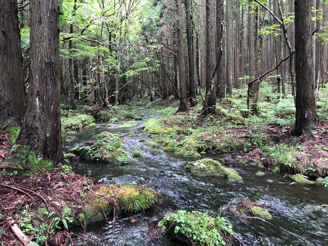 山形県遊佐町 高瀬峡 長坂道 チームいきいきさんのウォーキングの活動データ Yamap ヤマップ
