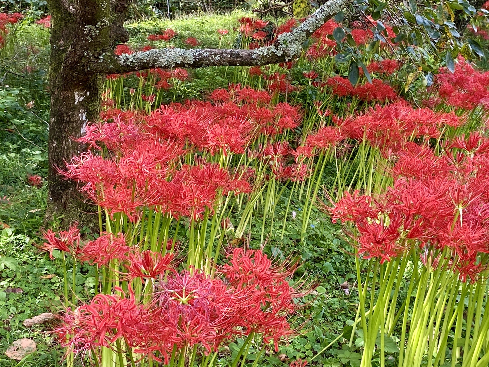 日向薬師と彼岸花と 3to4さんの大山の活動データ Yamap ヤマップ