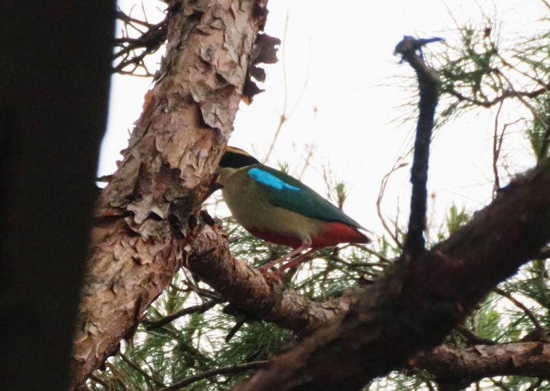 八色鳥 森の宝石 澄んだ声 Hirotakaさんの天山の活動データ Yamap ヤマップ