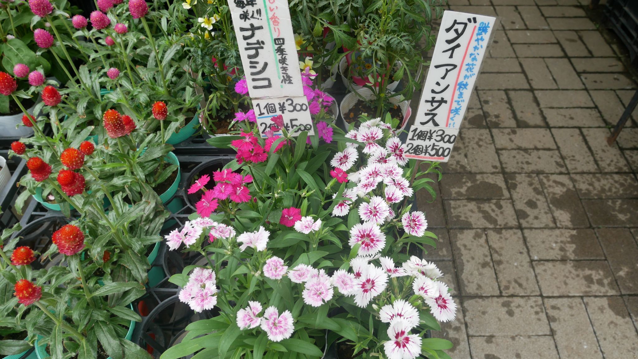 サガミラン 神代植物公園 09 13 れおまるさんのウォーキングの活動日記 Yamap ヤマップ