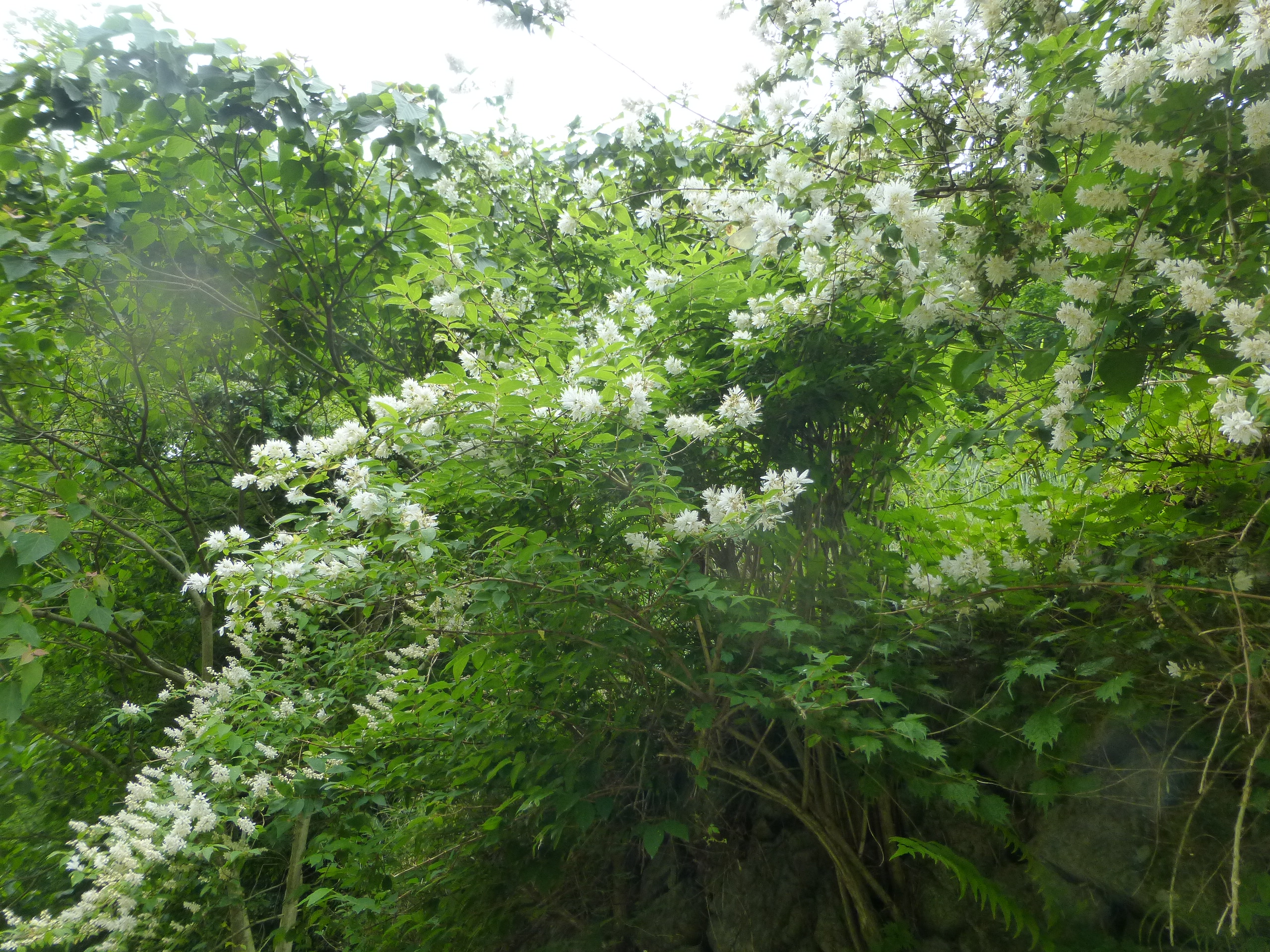 地元シリーズ 阿武山から竜仙峠から摂津峡 06 03 あかりさんの竜王山 阿武山の活動データ Yamap ヤマップ