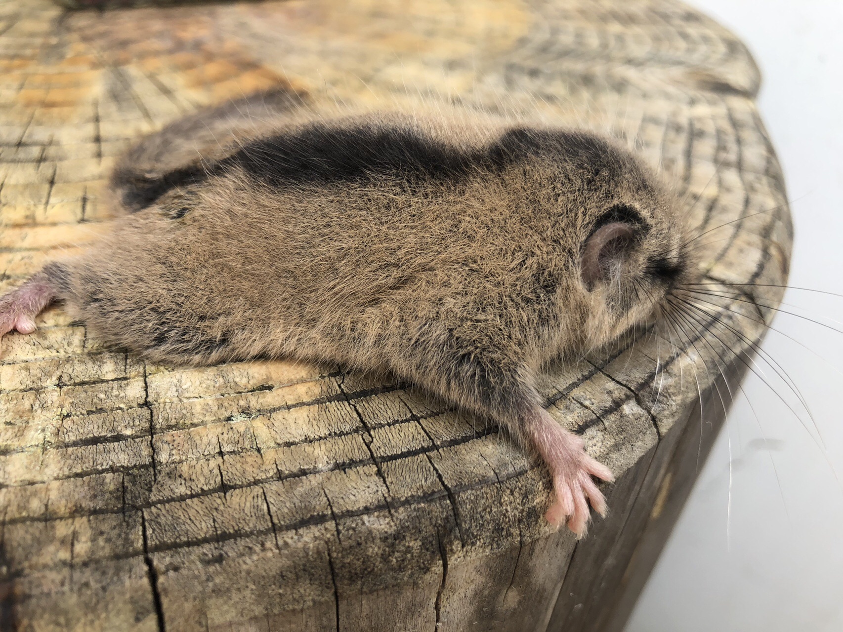 ヤマネちゃんにあっちゃった 富士見台 19 10 02 みぃさんの恵那山 大判山 神坂山の活動データ Yamap ヤマップ