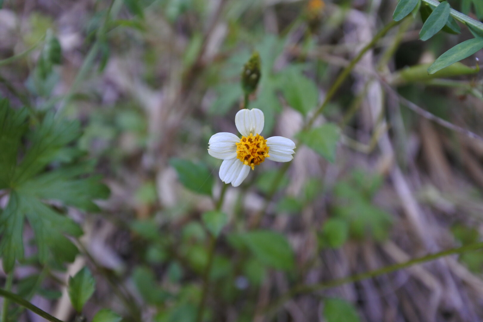 我が家の裏の雑草達 ボブオさんの久留米市の活動日記 Yamap ヤマップ
