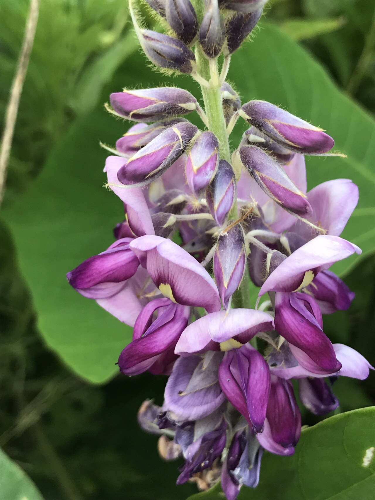 梅雨明け後の五十嵐川散策 Arisaさんの三条市の活動データ Yamap ヤマップ