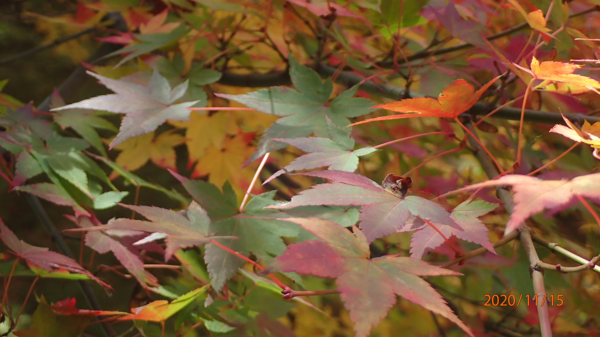 御嶽山 播州清水寺の紅葉 Sakiさんの西光寺山の活動データ Yamap ヤマップ