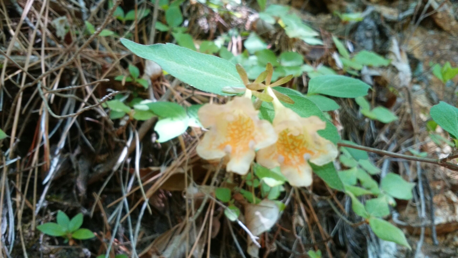 矢祭山のツツジを見に行ったらお向かいの桧山に登ってたの巻 19 05 08 フェレさんの八溝山 池ノ平の活動日記 Yamap ヤマップ