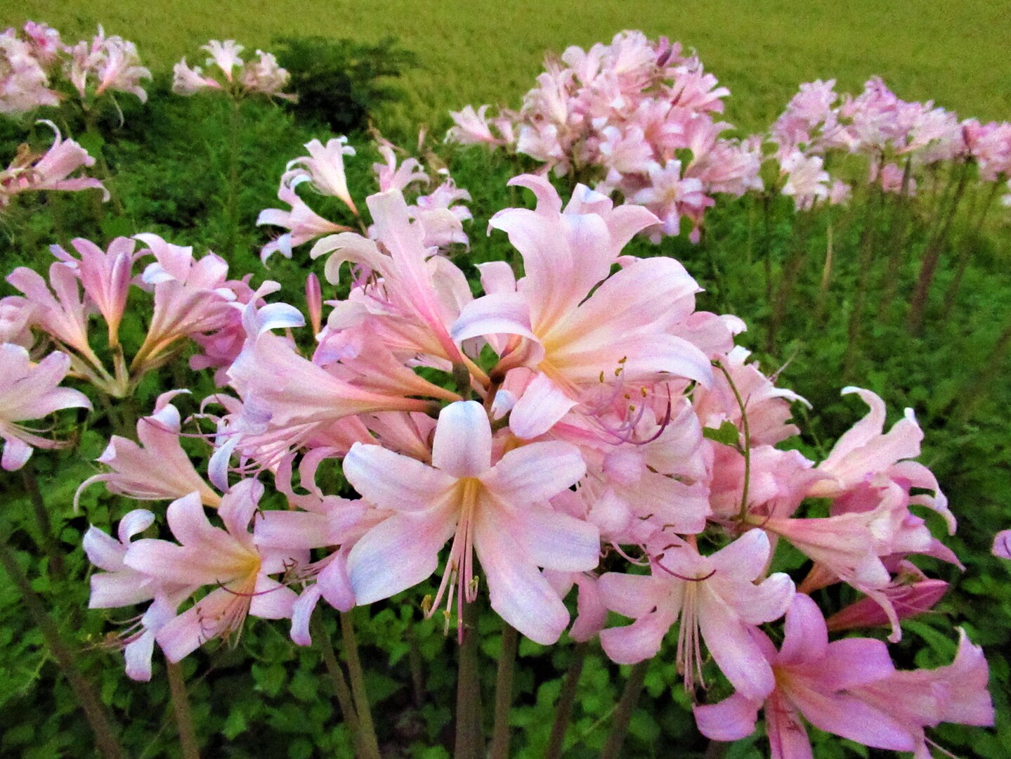 ムラサキキツネノカミソリ Situgen 可憐な花咲く里山散歩さんのモーメント Yamap ヤマップ