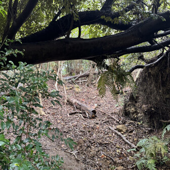紀泉アルプス・飯盛山・ボンデン山 倒木を潜ります〜
多分155cmくらい。
私は屈まずに通れました😆