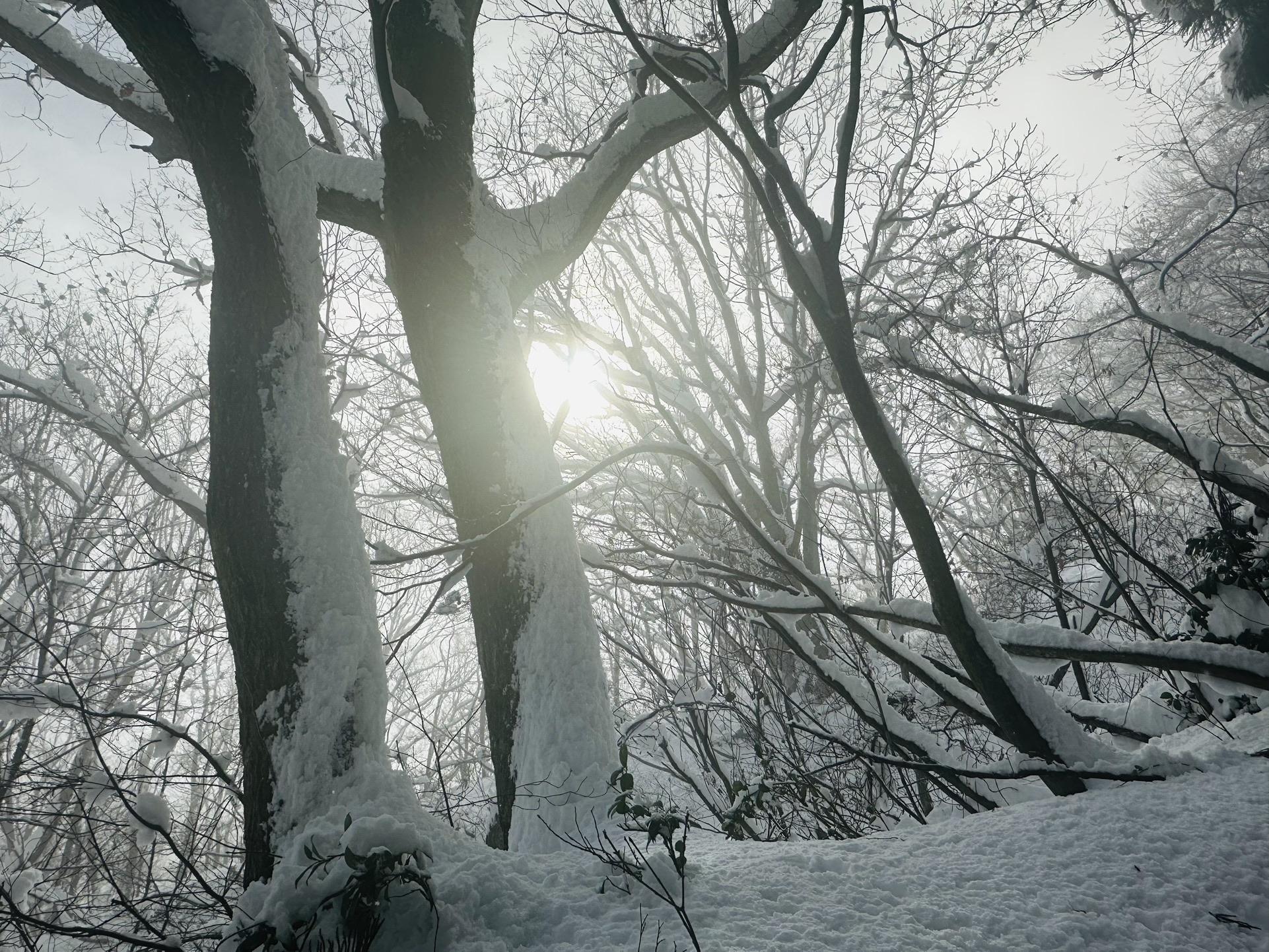 医王山・白兀山・箱屋谷山 幻想的です🤭✨