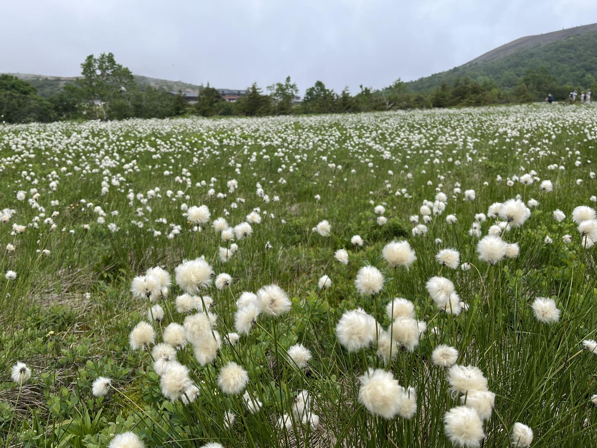 わたすげの一切経山 / shironaoさんの吾妻山・一切経山の活動データ | YAMAP / ヤマップ