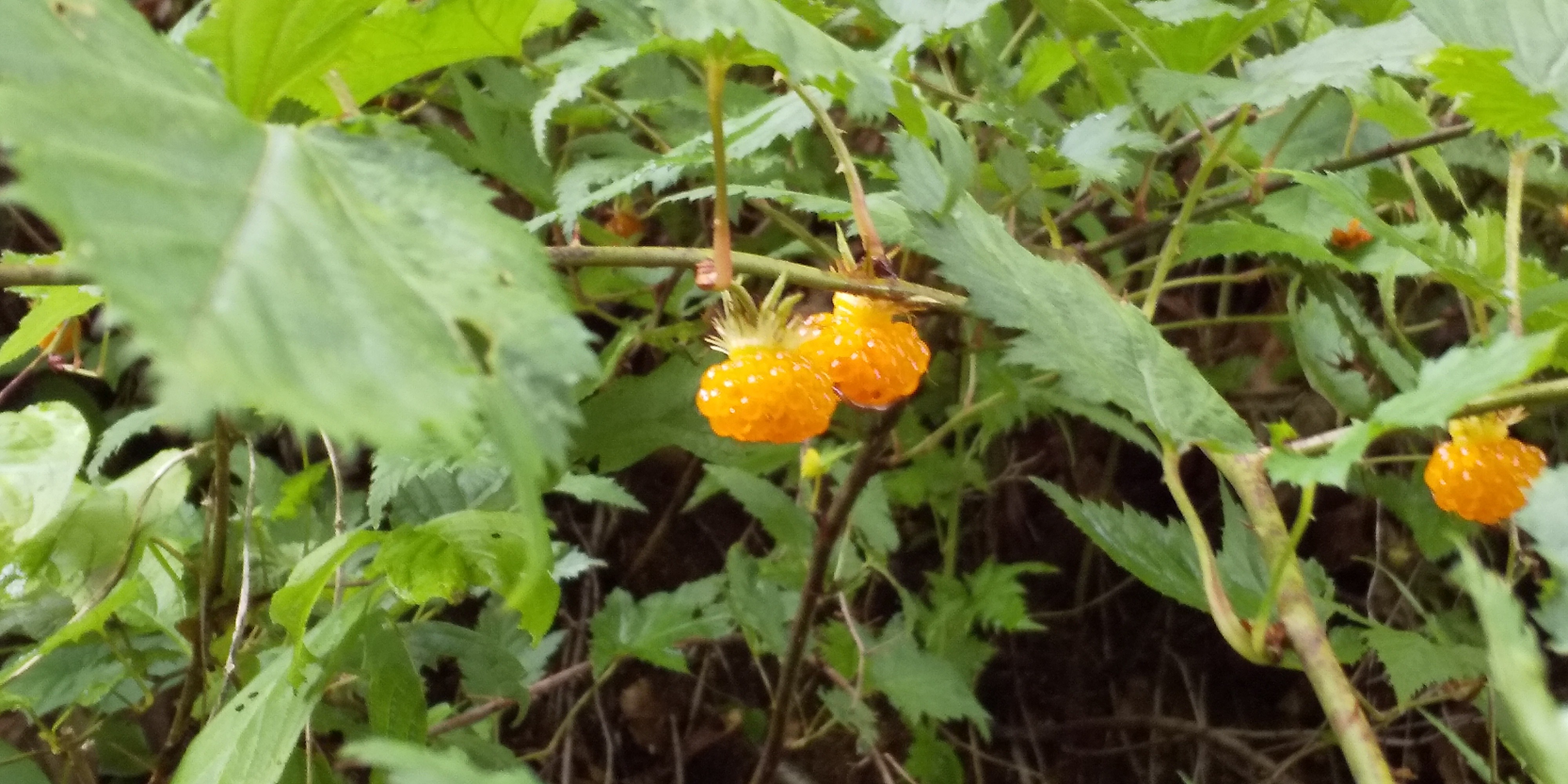 風谷山 野いちごおやつ みみさんの鋸山 新潟県 三ノ峠山 八方台の活動データ Yamap ヤマップ