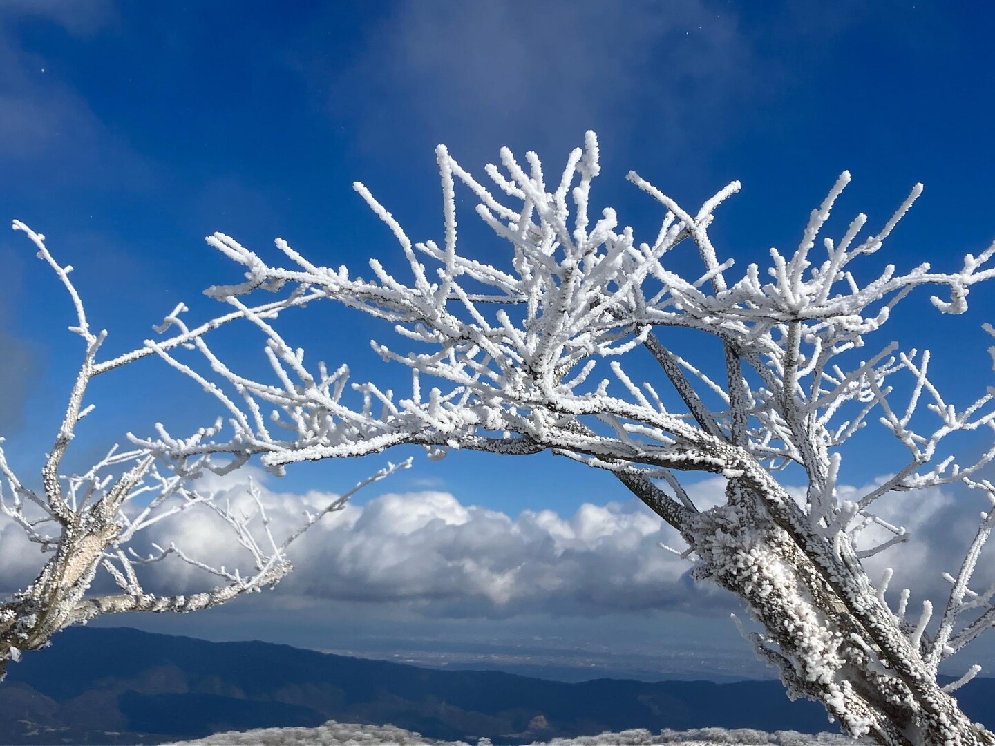新年第2弾は藤原岳 / のりさんの藤原岳・御池岳の活動データ YAMAP / ヤマップ