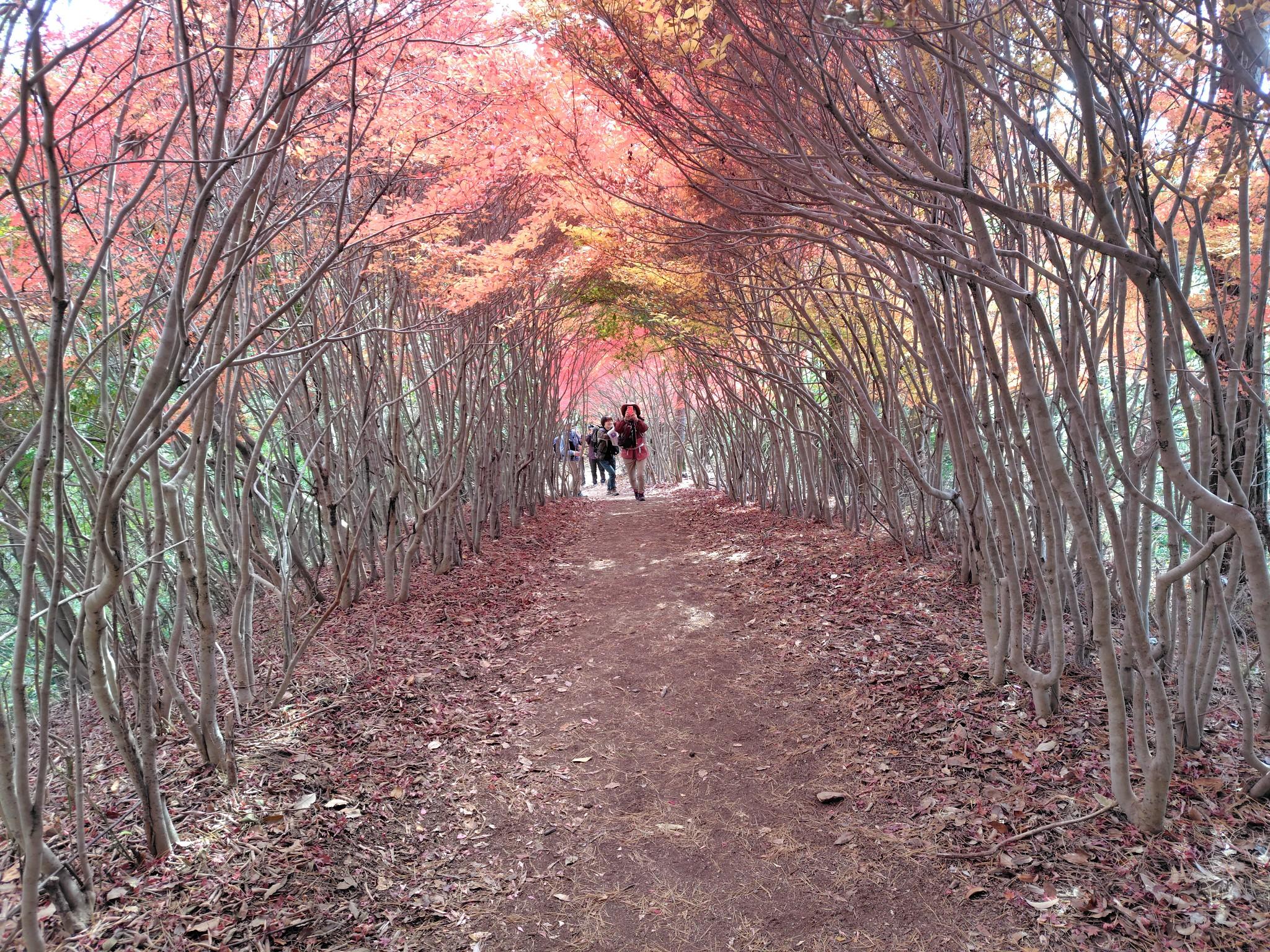 3週連続、石岩山を歩いてきました / Kikuさんの岩石山（岩石城）の活動データ | YAMAP / ヤマップ