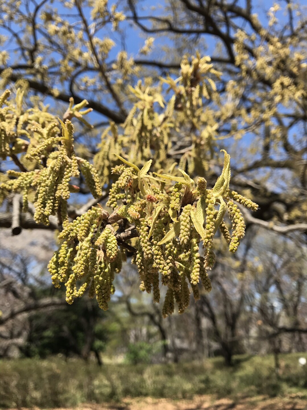 砧公園の桜と春の花を楽しむ ずおずおむさんの東京都23区 西エリアの活動日記 Yamap ヤマップ