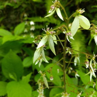 高尾山・陣馬山・景信山 ユキノシタ